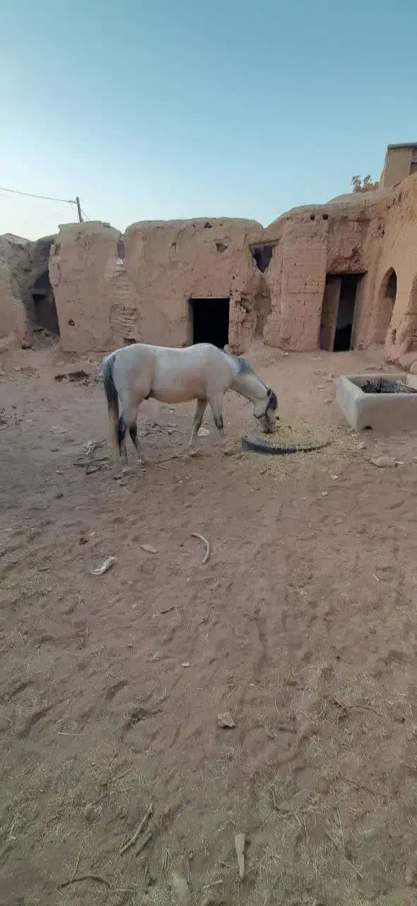 اسب|اسب و تجهیزات اسب‌سواری|رشت, لاکان شهر|دیوار