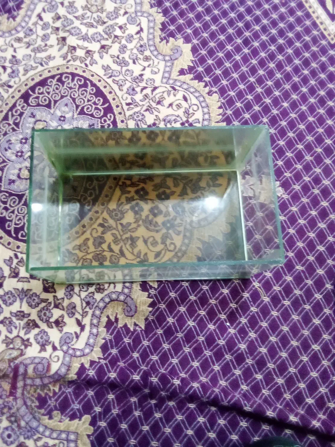 ماهی پیرانا کف خار  زبرا و آکواریوم|ماهی|تویسرکان, |دیوار