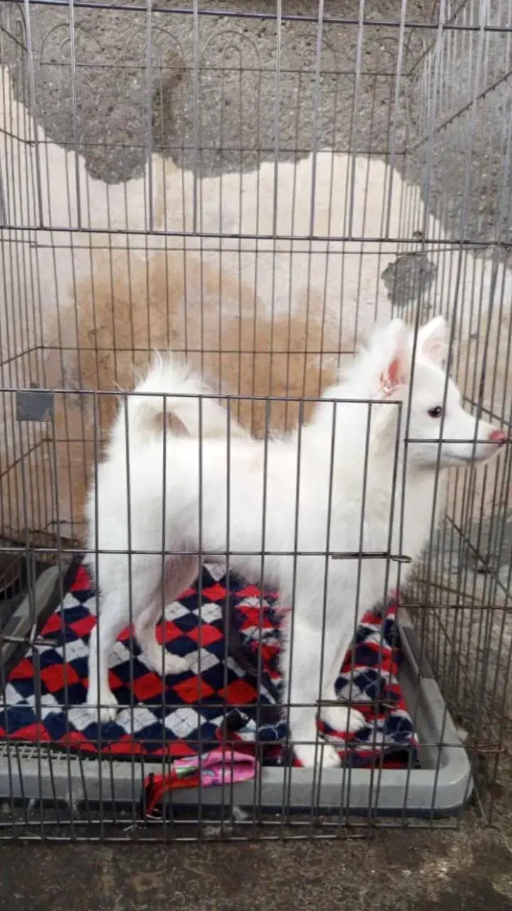 سگ اشپیز  پامر.|سگ|بندرعباس, |دیوار