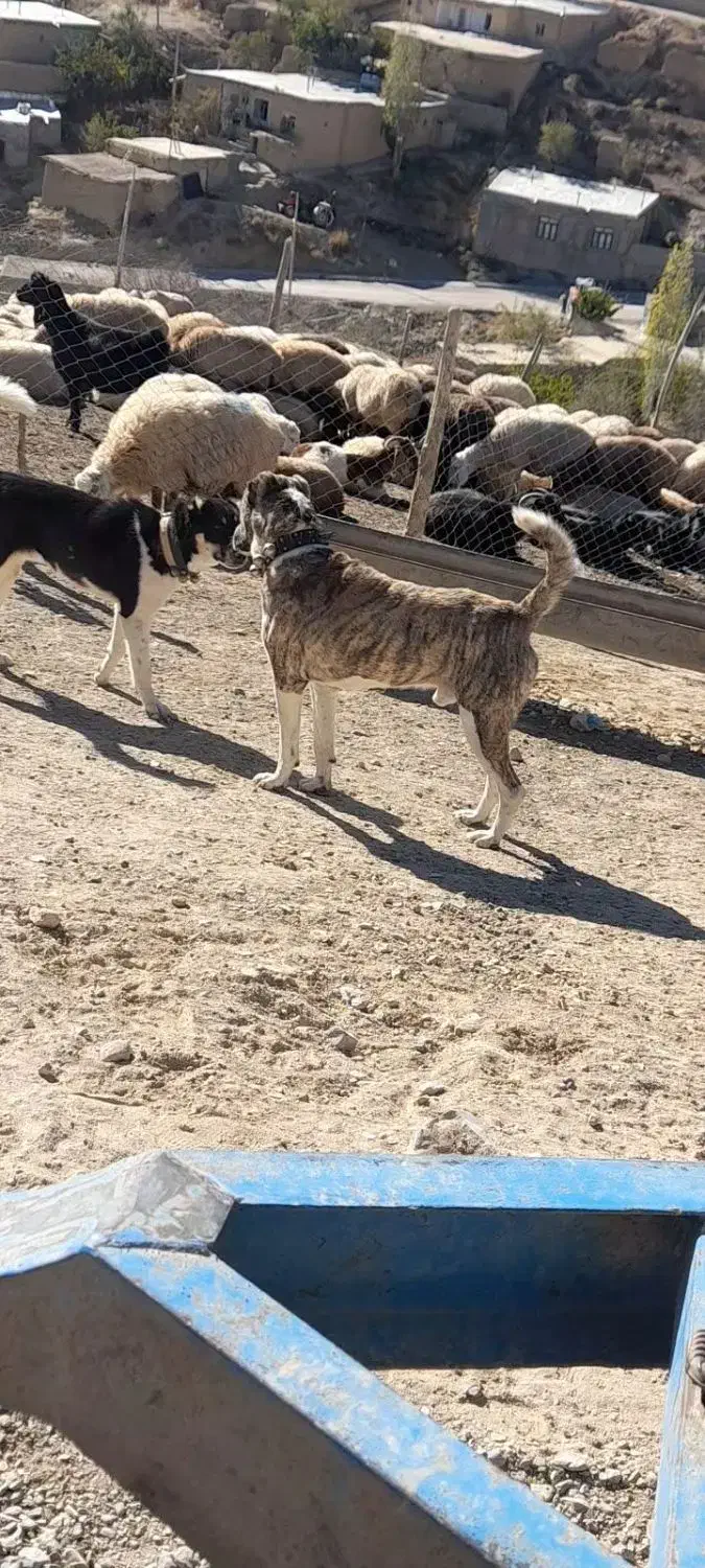 سگ افغان|سگ|گرمخان, |دیوار