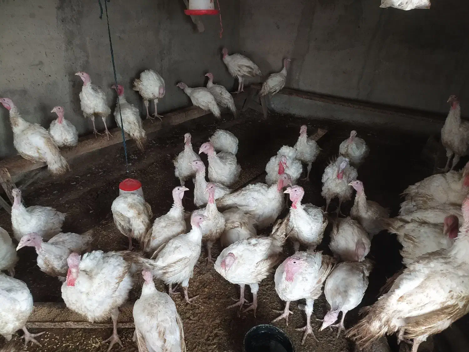 بوقلمون|حیوانات مزرعه|گمیشان, |دیوار