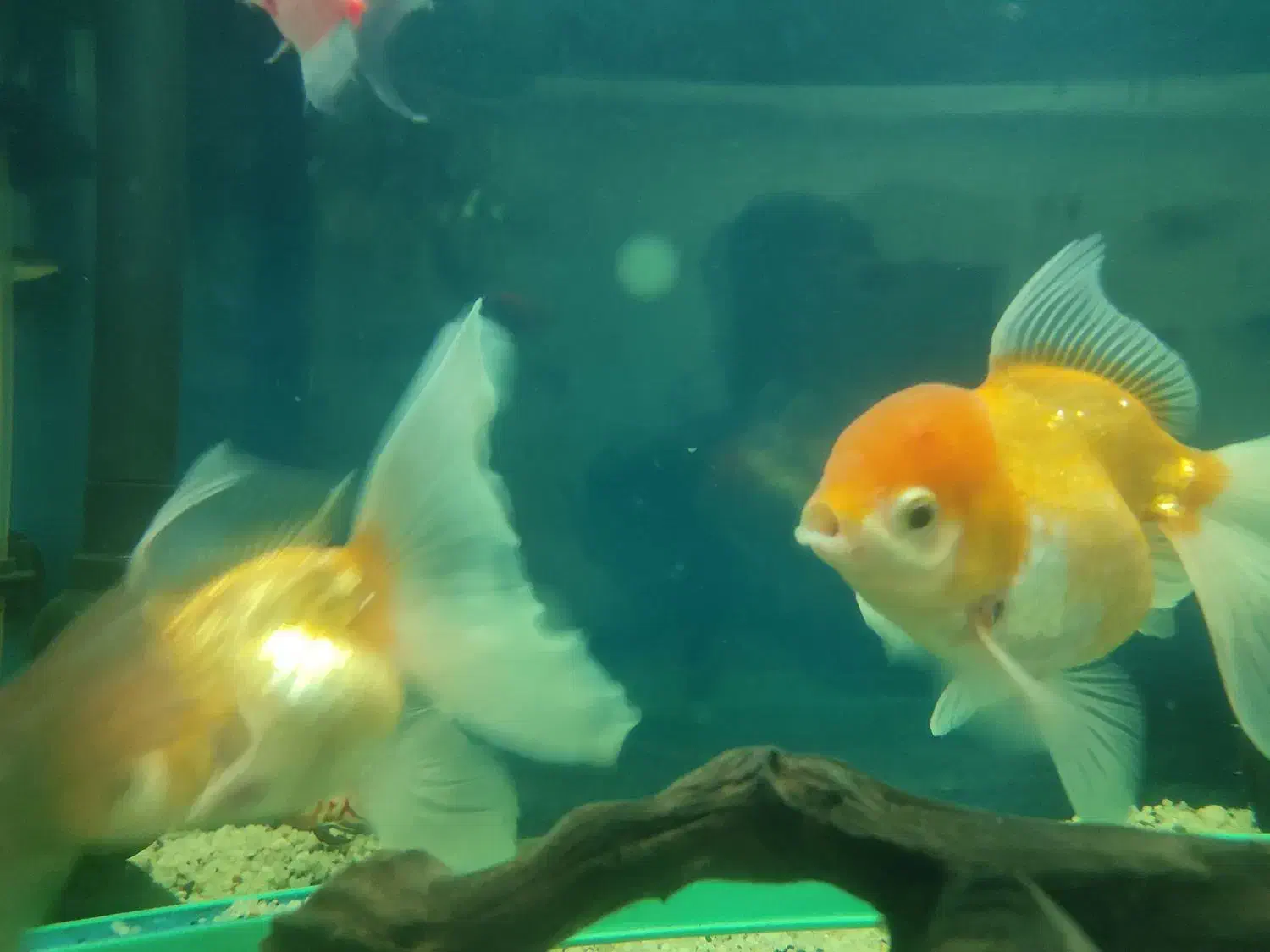 ماهی گلدفیش|ماهی|فردیس, منظریه|دیوار