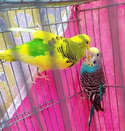 *3 عدد مرغ عشق خوشرنگ*|پرنده|شاهینشهر, شهرک ردانی پور|دیوار