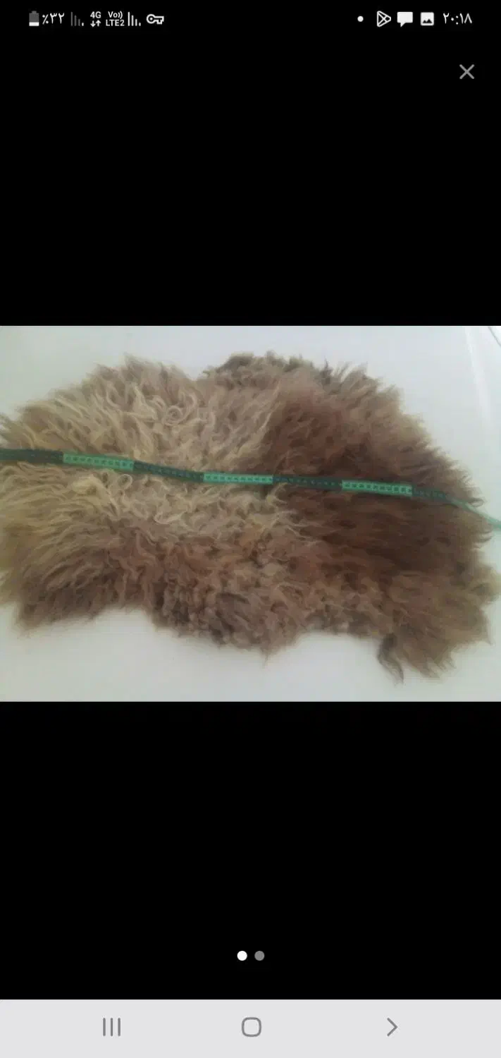 معاوضه باپرنده|پرنده|تبریز, |دیوار