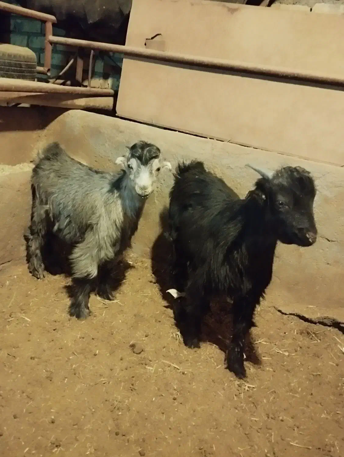 بز بزغاله|حیوانات مزرعه|چادگان, |دیوار