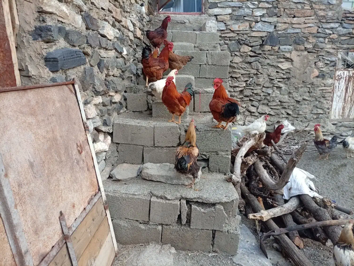 خروس|حیوانات مزرعه|بانه, |دیوار