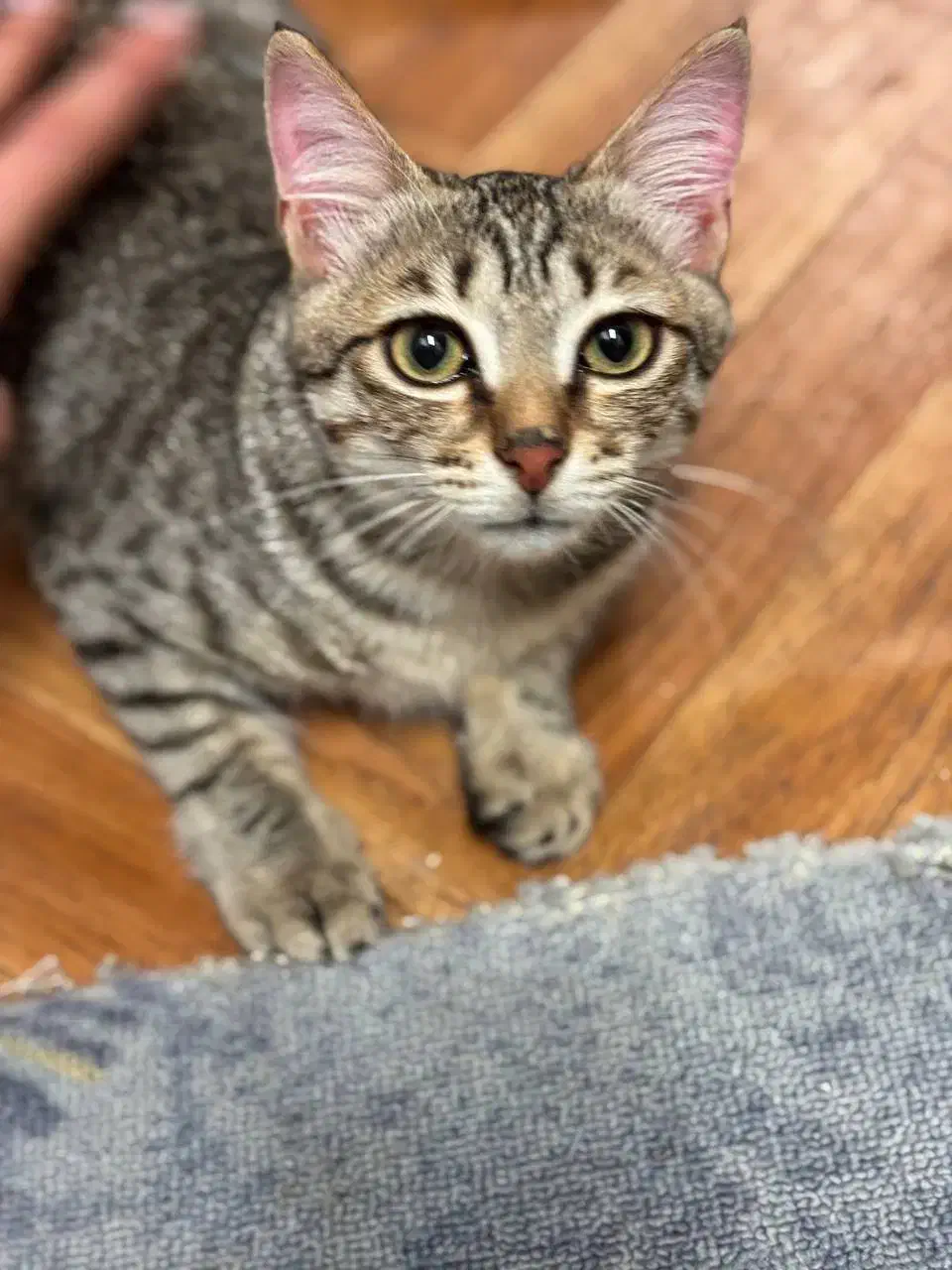 واگذاری گربه تبی|گربه|بندر انزلی, پاسداران|دیوار