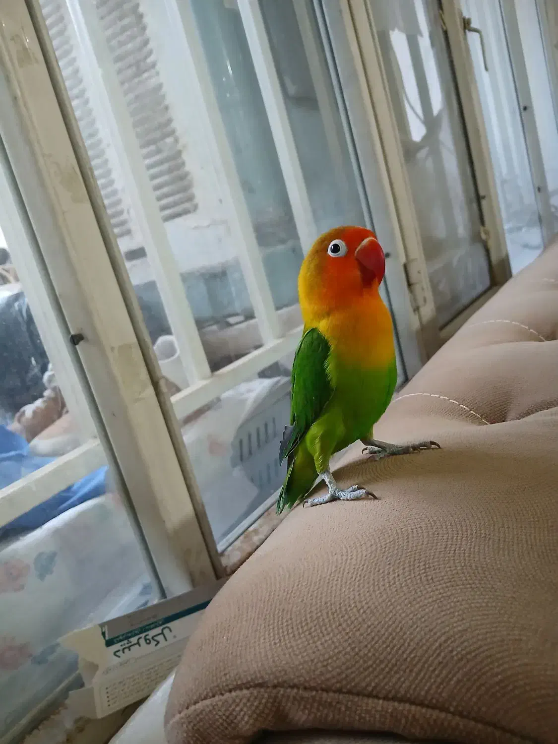 کوتوله برزیلی|پرنده|فولادشهر, B2|دیوار