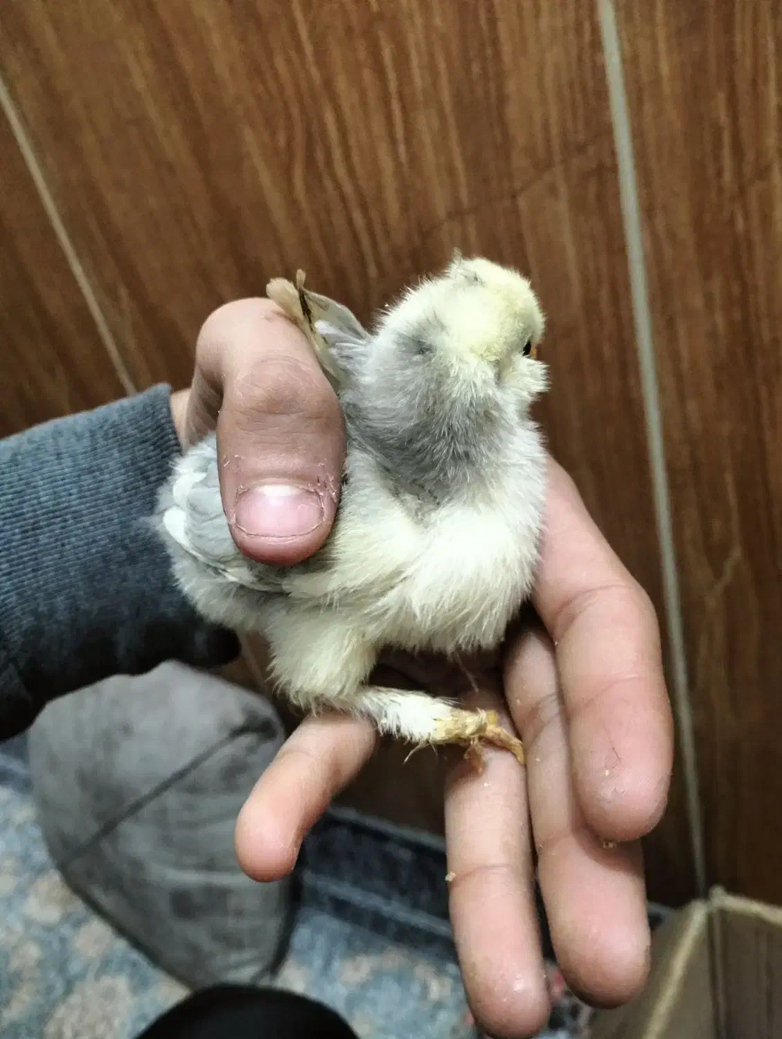 جوجه سلطان لهستانی|حیوانات مزرعه|پاکدشت, خاتون آباد|دیوار