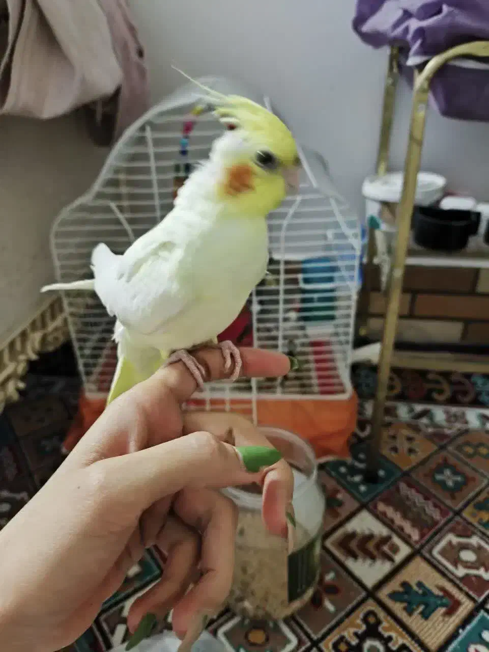 جوجه عروس|پرنده|قنوات, |دیوار