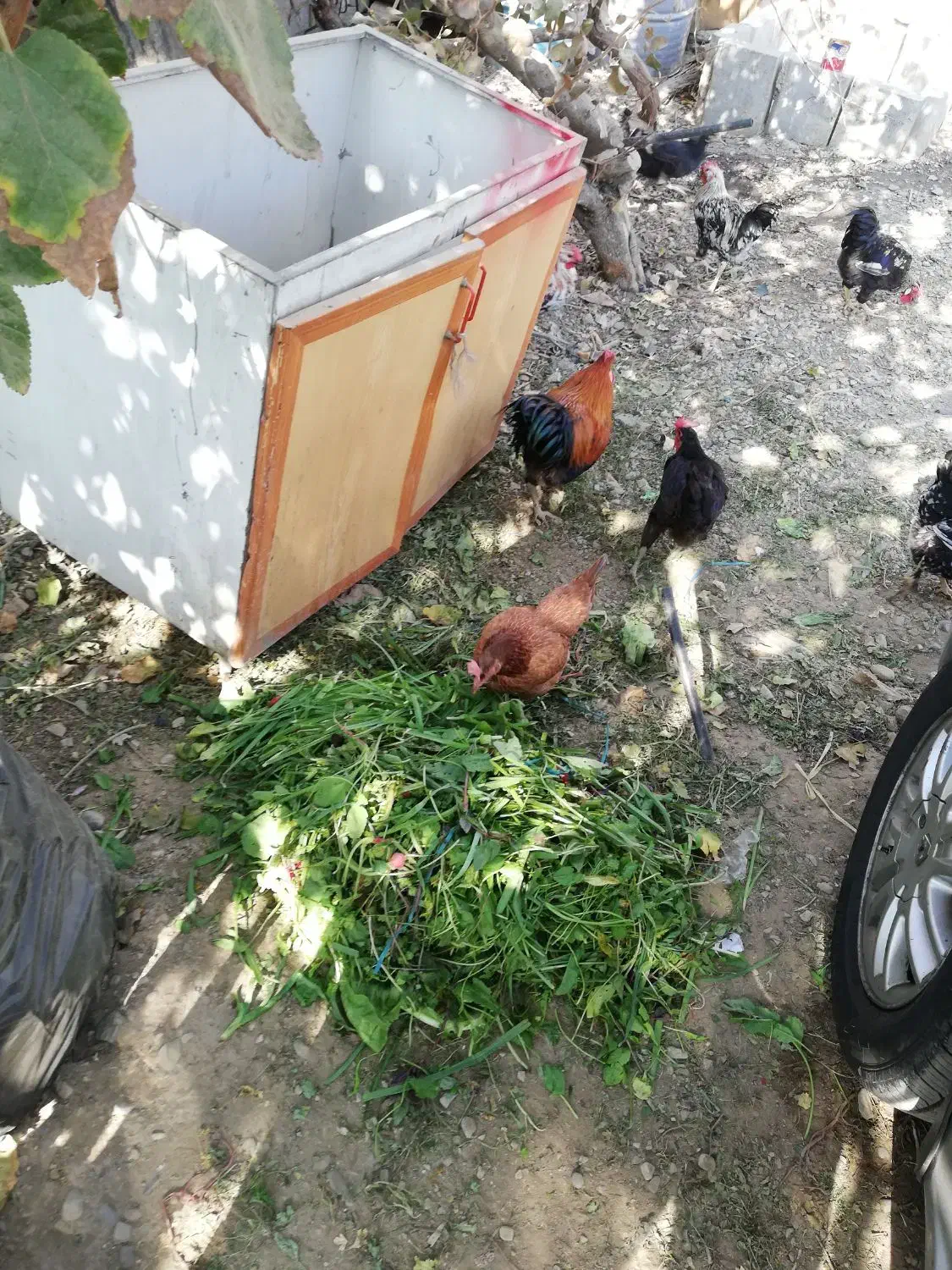 دو عدد خروس رسمی جوان فروشی|حیوانات مزرعه|تهران, سعیدآباد|دیوار