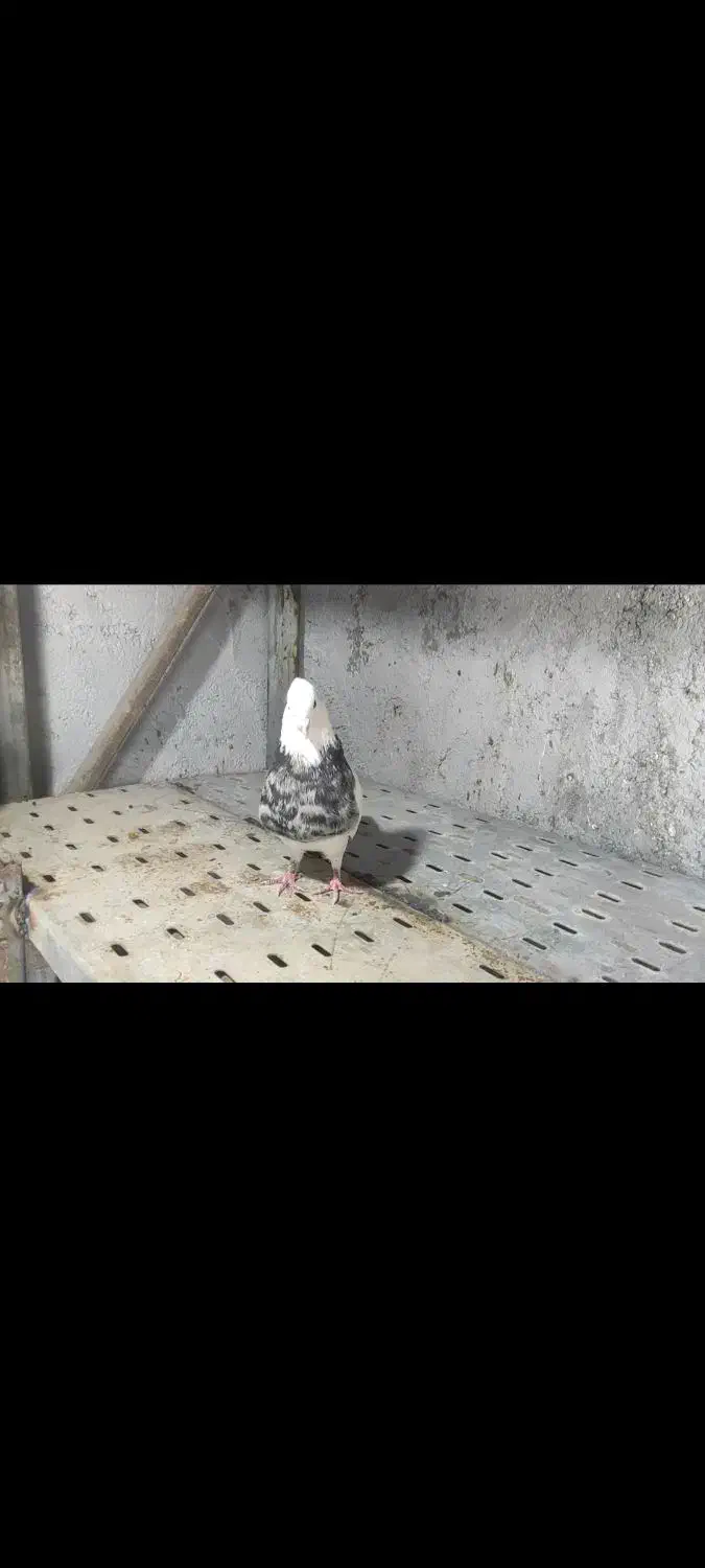 طوقی|پرنده|بندرعباس, |دیوار