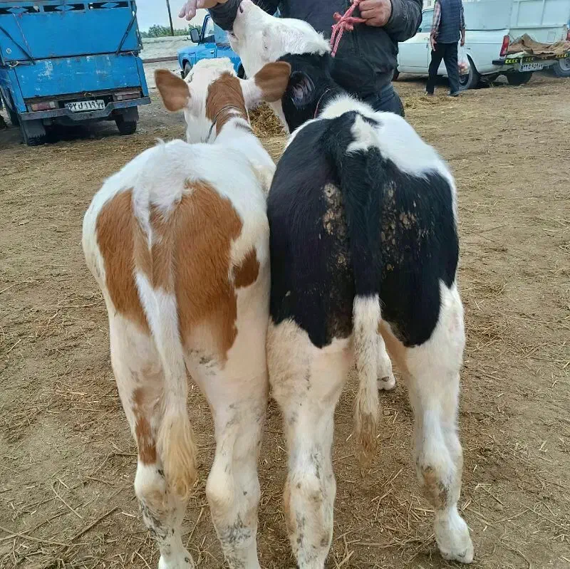 گوساله وحیوانلت دلخواه وخالص|حیوانات مزرعه|سلطانیه, |دیوار