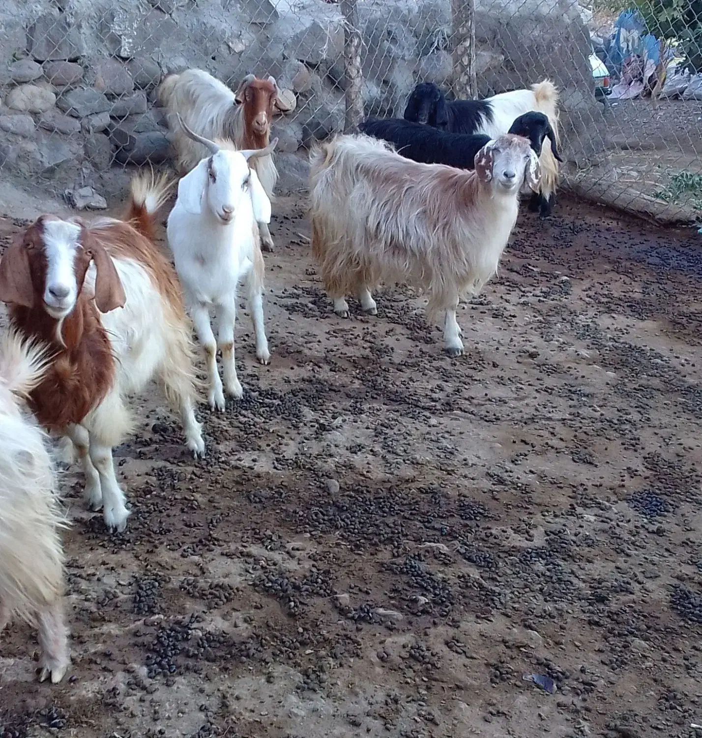 بزوبزغاله|حیوانات مزرعه|انگوت, |دیوار