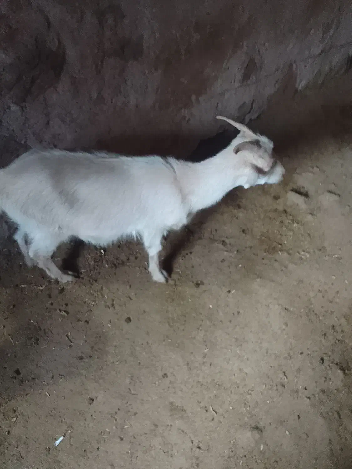 بزغاله ماده آبستن سانن|حیوانات مزرعه|لاران, |دیوار