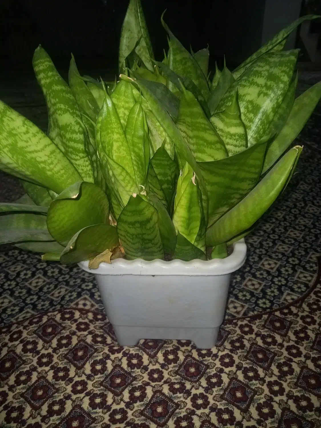 گل زیبای طبیعی|گل و گیاه طبیعی|پارسآباد, |دیوار