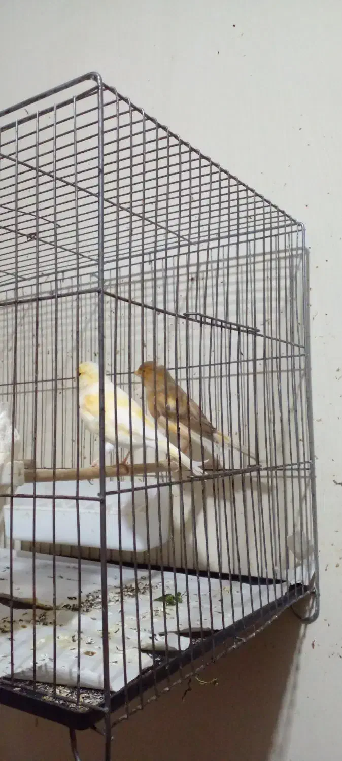 سه جوجه قناری یک ساله تن نخورده|پرنده|تهران, مخصوص|دیوار