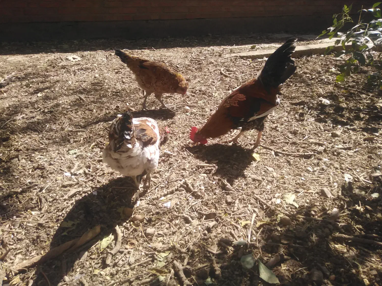 خروس محلی برای قربونی|حیوانات مزرعه|ابهر, |دیوار