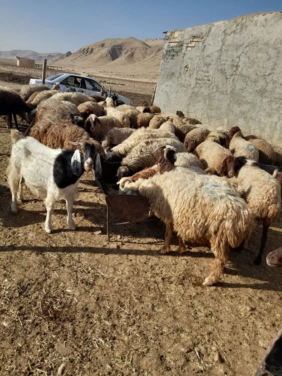 60راس میش آبستن سنگین با ۳۰تا بز جوان|حیوانات مزرعه|کوهدشت, |دیوار