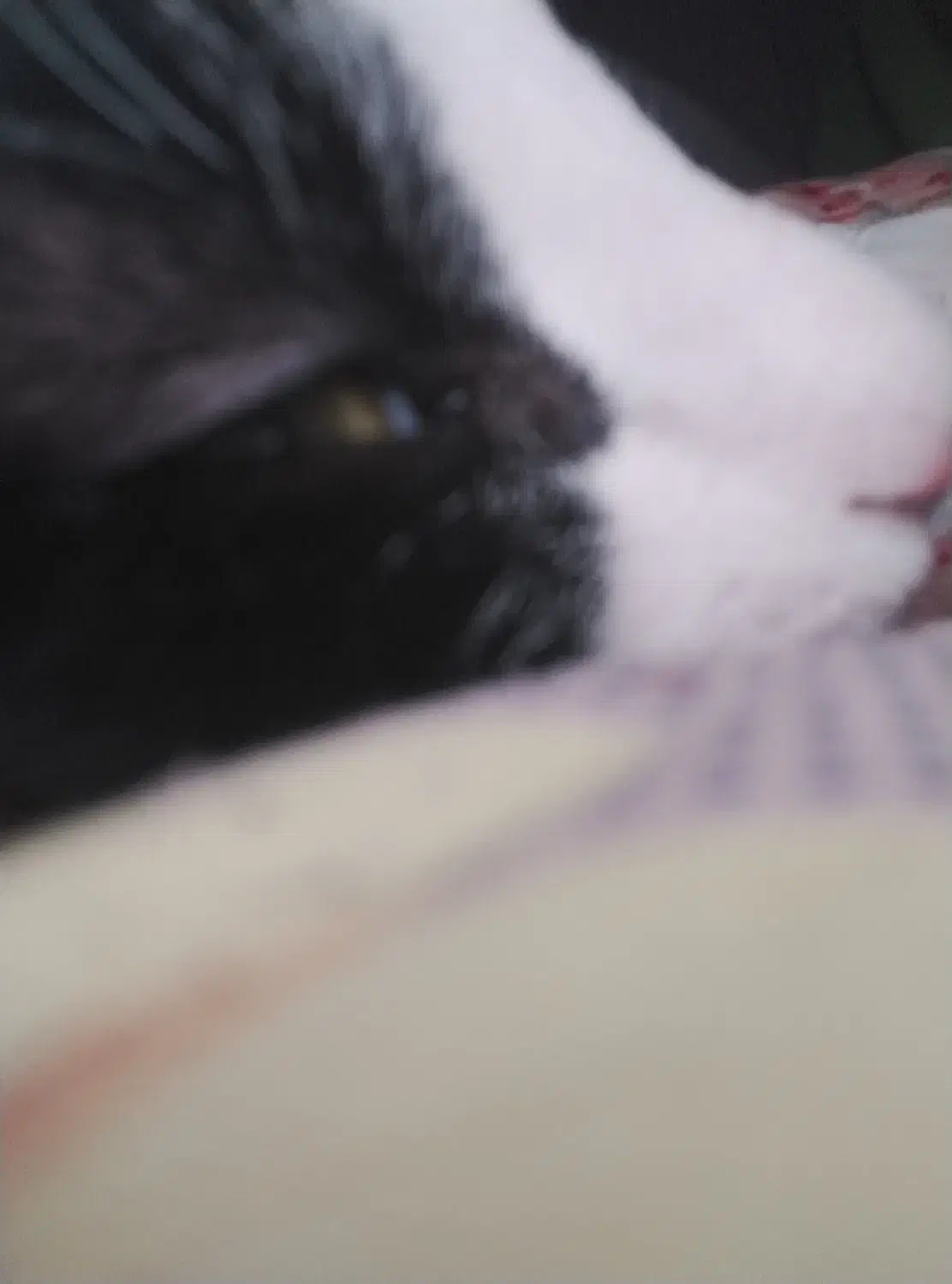 گربه خانگی|گربه|شاهینشهر, گزبرخوار|دیوار