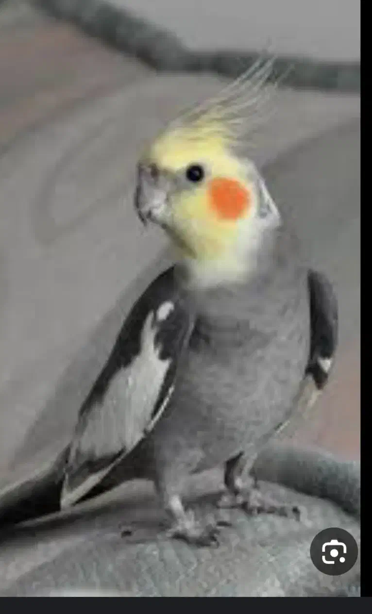 عروس هلندی گمشده|حیوانات|کنگاور, |دیوار