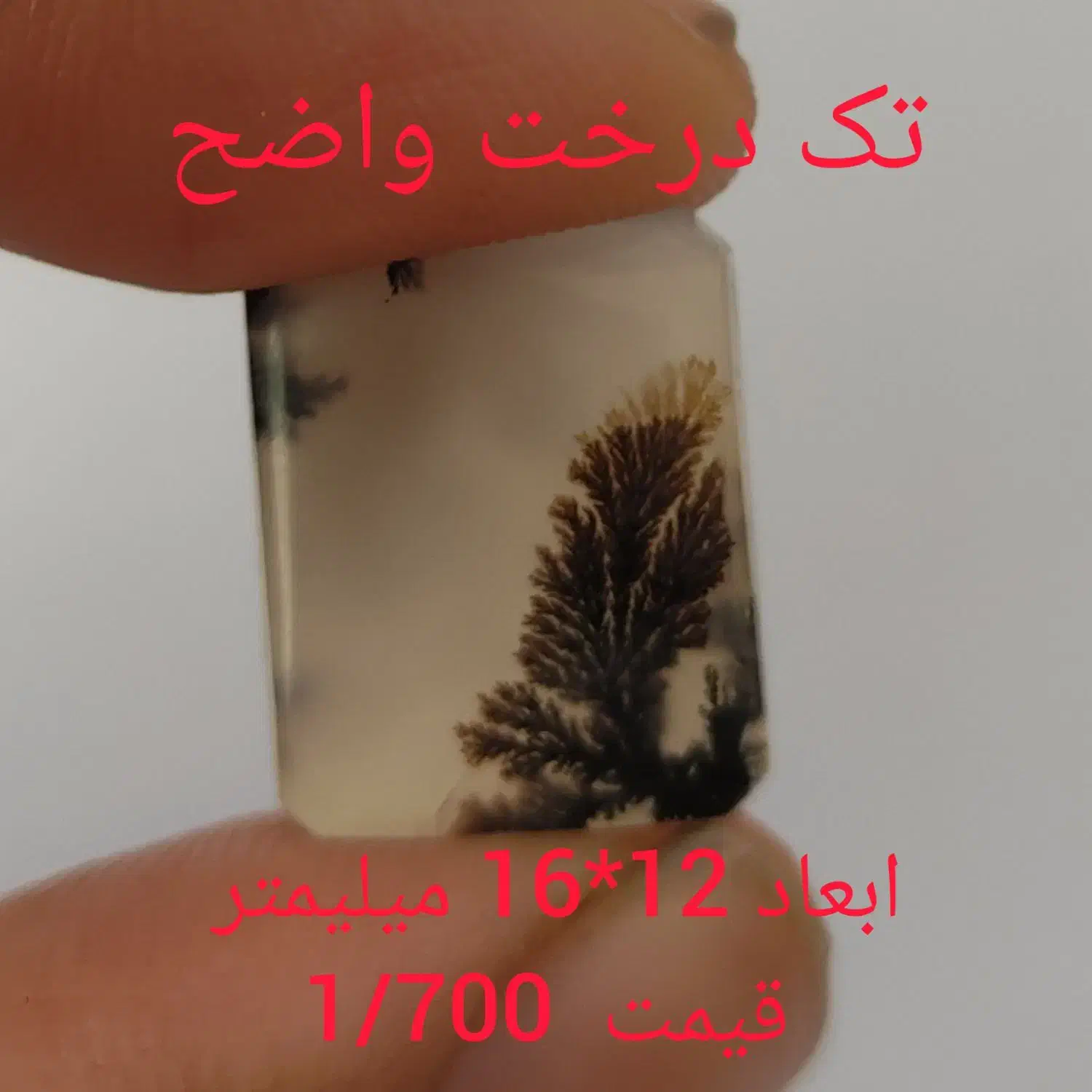 شجرستان حمید|جواهرات|زنجان, |دیوار