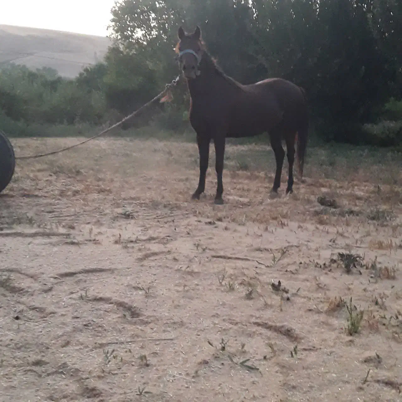 اسب مادیان با کره|اسب و تجهیزات اسب‌سواری|هشترود, |دیوار