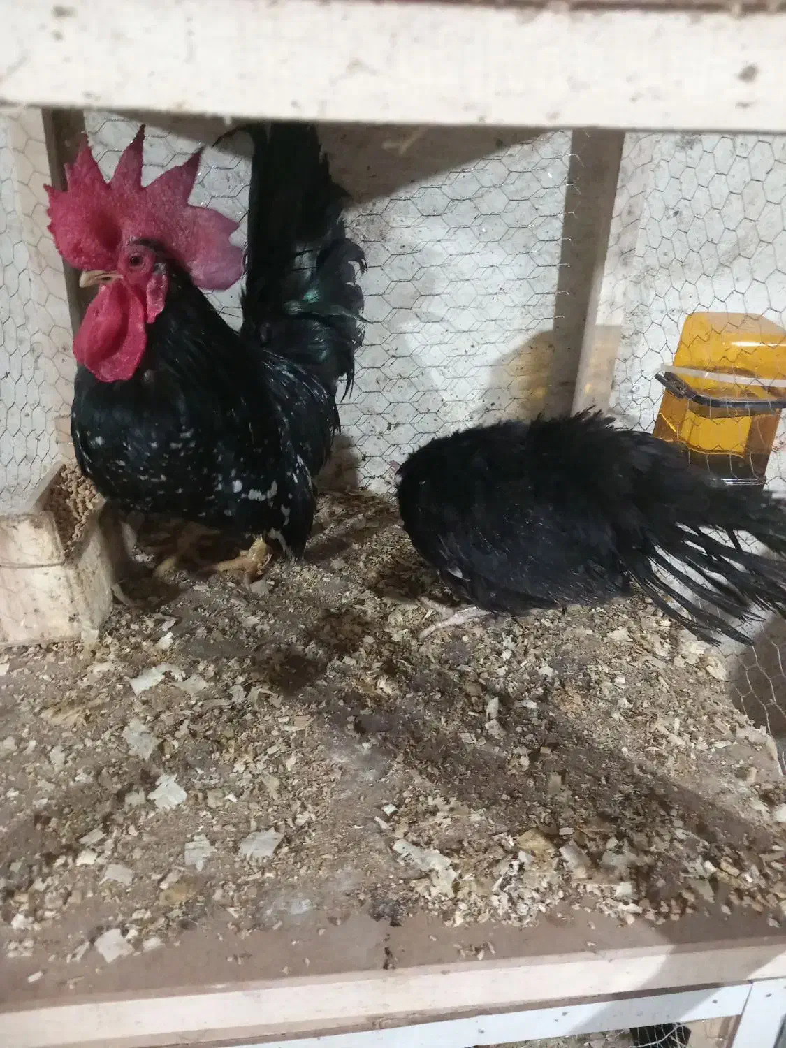 فروش یک جفت جاپنیز|حیوانات مزرعه|قائم‌شهر, |دیوار