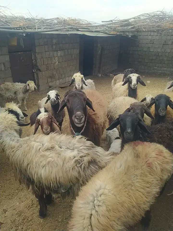 فروش بره سبک|حیوانات مزرعه|سیسخت, |دیوار