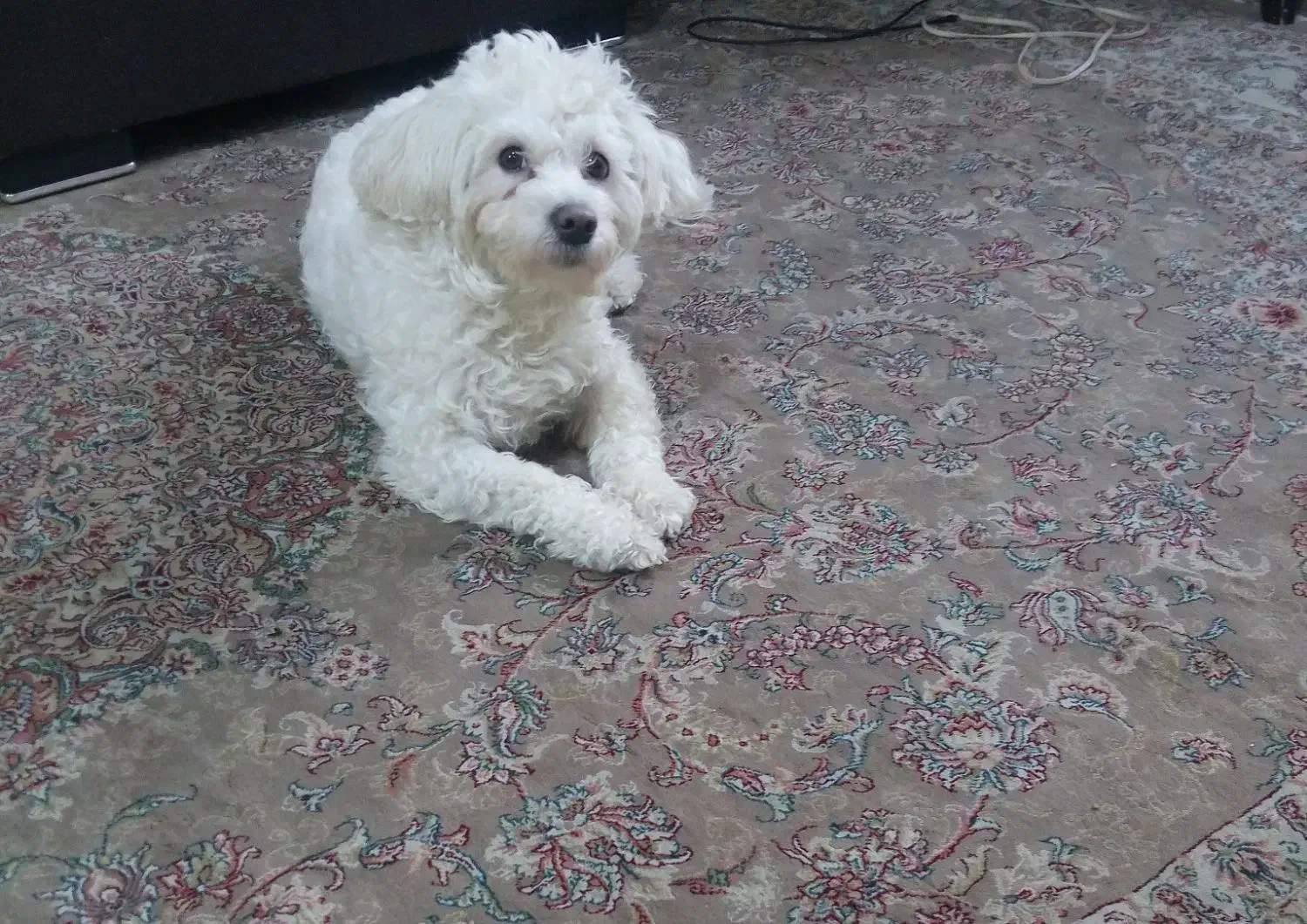 سگ شیتزو ماده|سگ|مشهد, گاز|دیوار