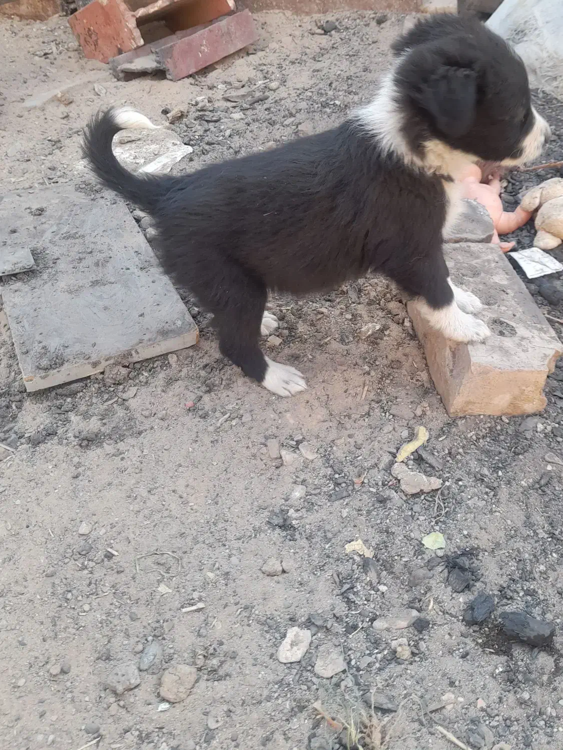 پاپی آماده فروش|سگ|تربت جام, خیرآباد|دیوار