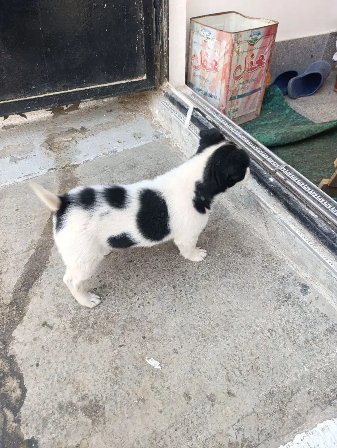 سگ پاکوتاه|سگ|مشهد, موعود|دیوار