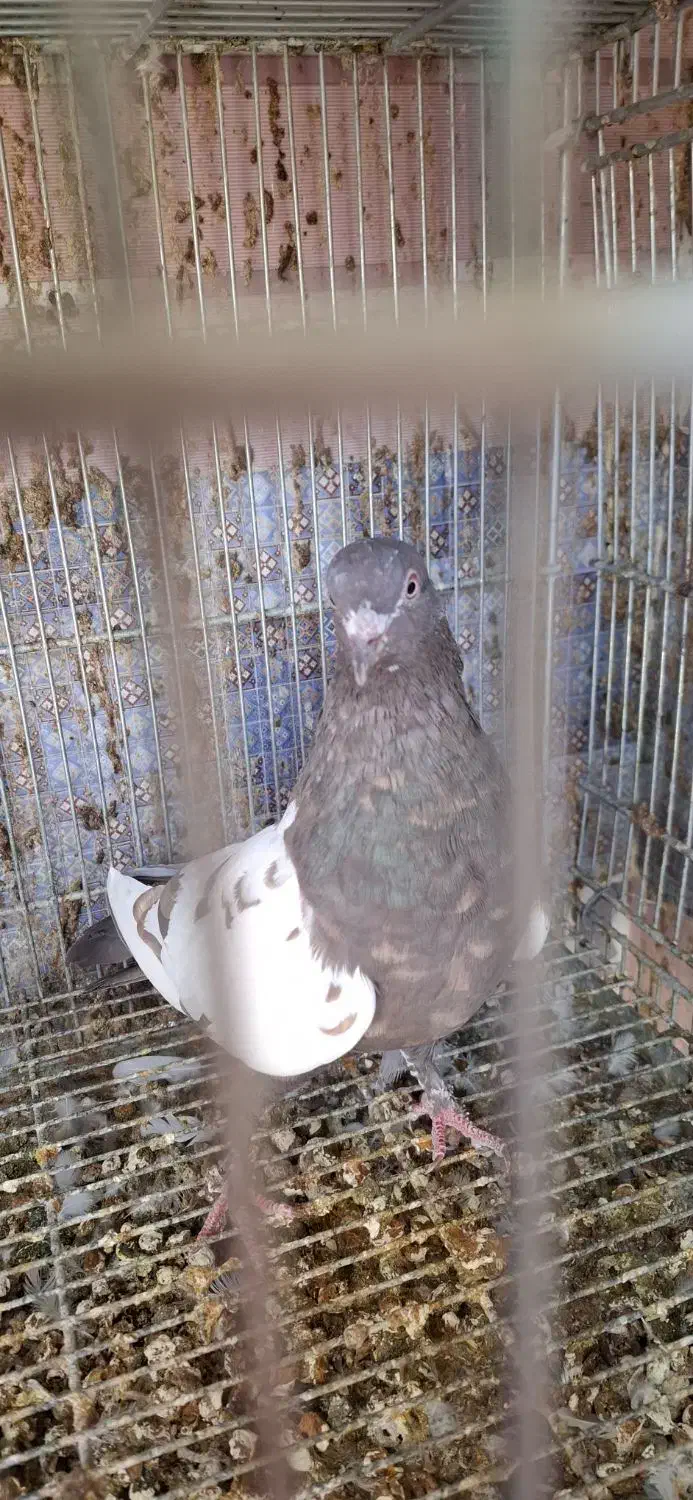 حسن خانی ماده|پرنده|سنندج, |دیوار