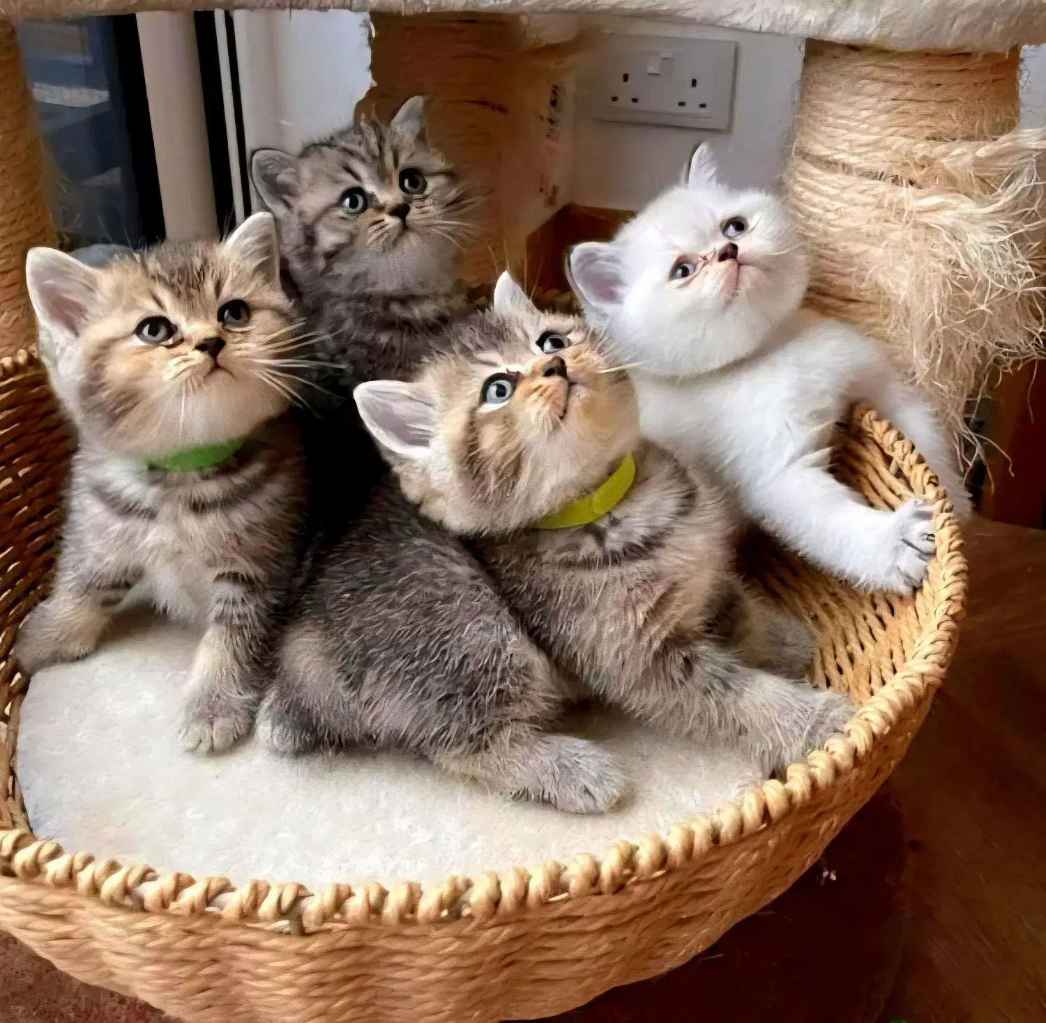 حرآا ج قصر طلایی گربه های نادر و اشرا فی بغلی|گربه|تهران, فرحزاد|دیوار