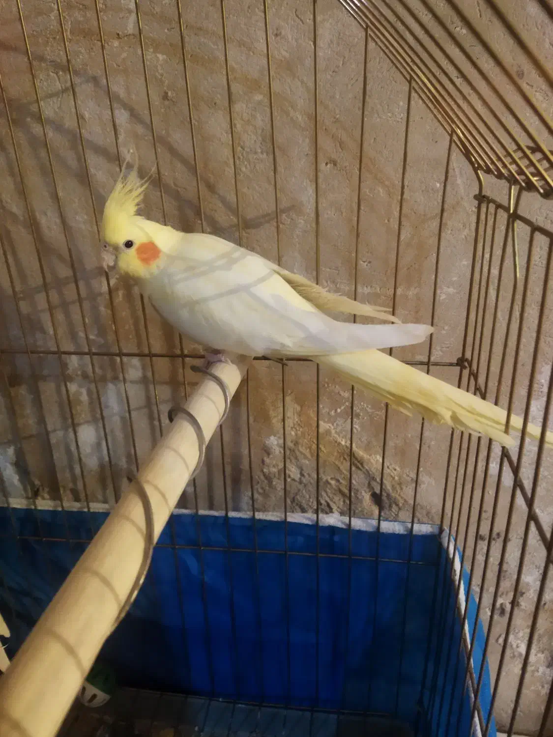 لوتینو ماده|پرنده|شهرضا, |دیوار