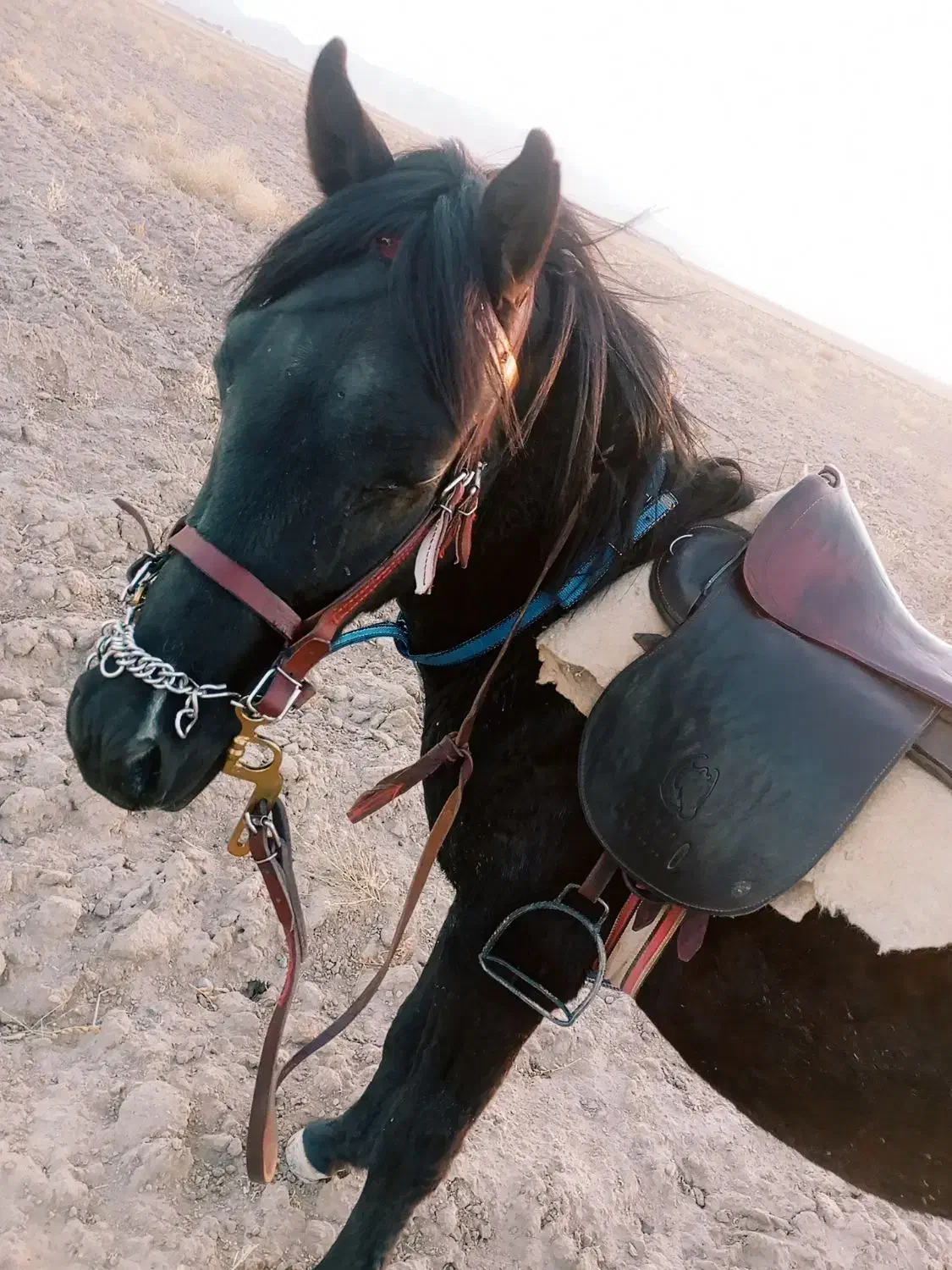 کره اسب نریان یورقه|اسب و تجهیزات اسبسواری|مشهد, گلشور|دیوار