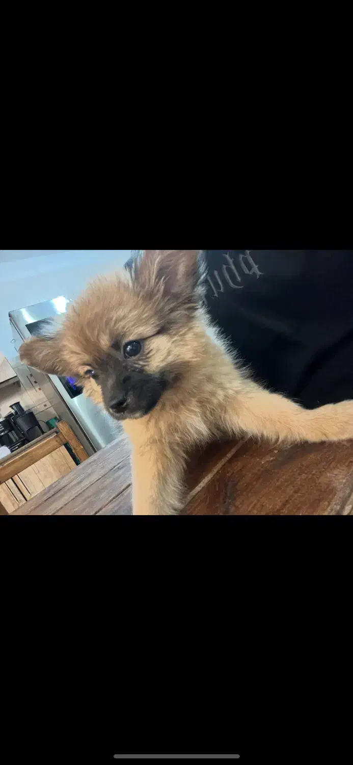 حیوانات|سگ|دورود, |دیوار