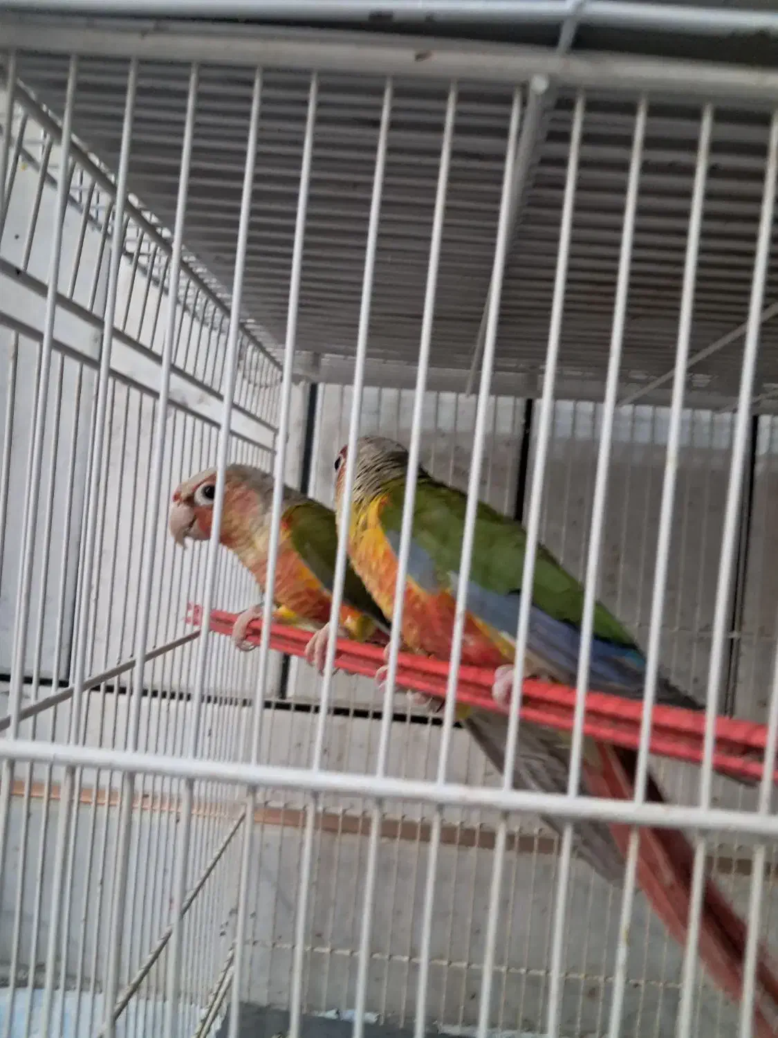 دو جفت گرینچیک ودوعدد قناری|پرنده|فردوس (خراسان), |دیوار