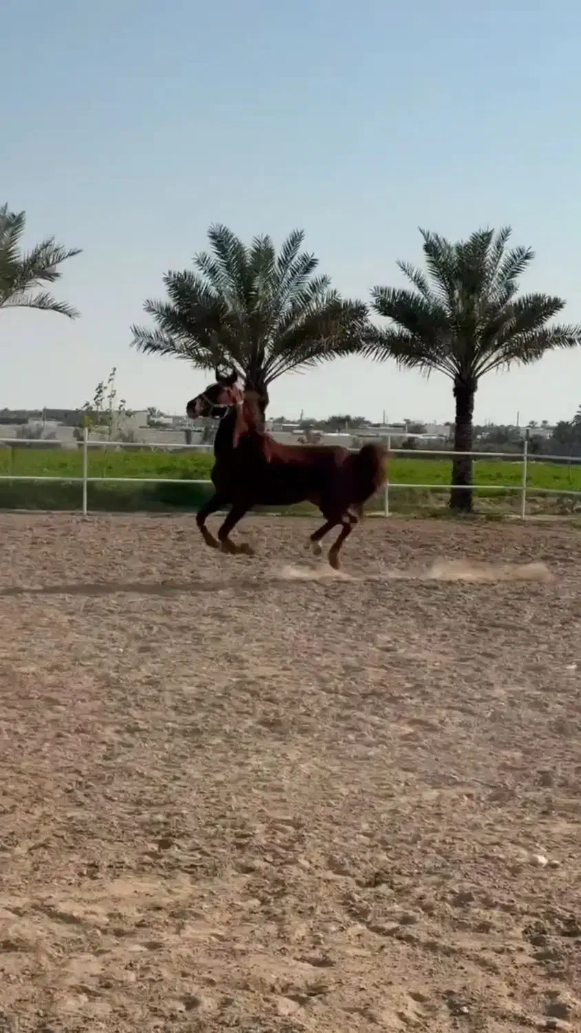 مادیون نژاد عرب ترکیه اصل آبستن|اسب و تجهیزات اسبسواری|برازجان, |دیوار