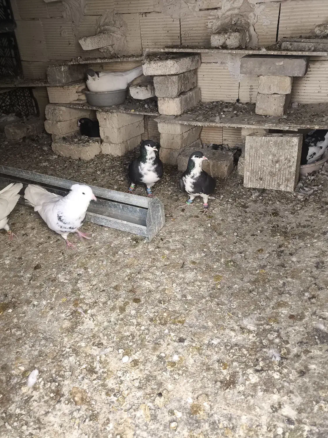 ۲ عدد گلین ماده|حیوانات|مبارکه, |دیوار