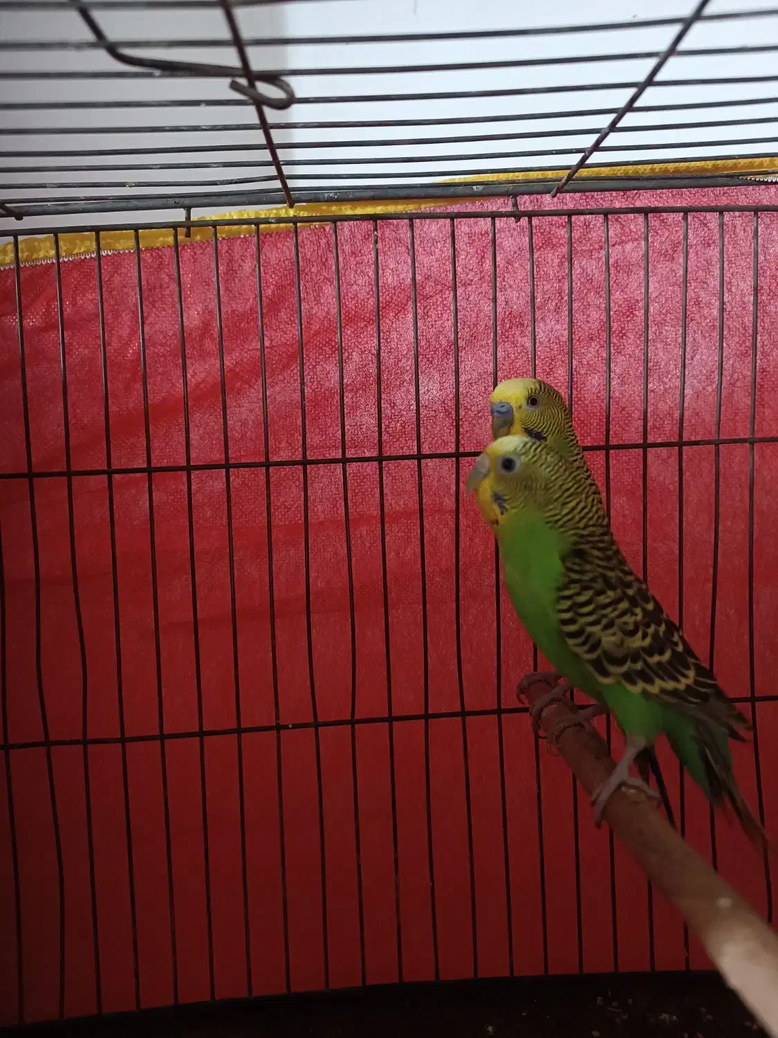 مرغ عشق|پرنده|کرمان, |دیوار