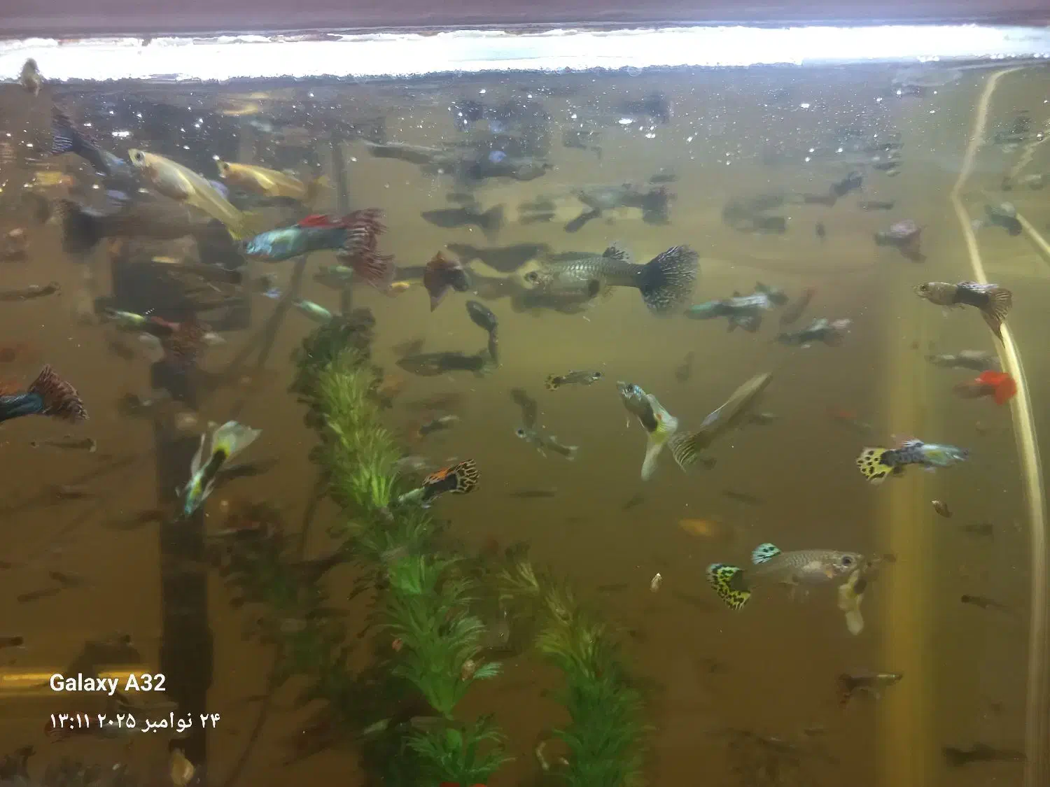 ماهی گوپی *مولد*|ماهی|اصفهان, برزان|دیوار