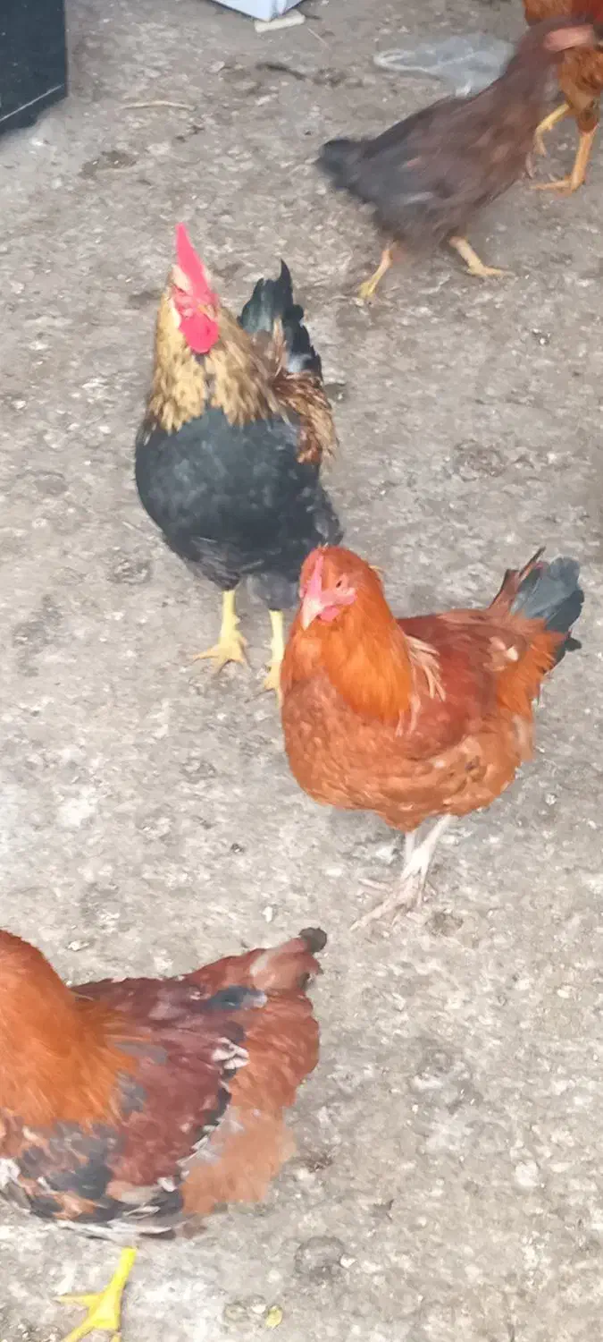 خروس|حیوانات مزرعه|علی‌آباد کتول, |دیوار