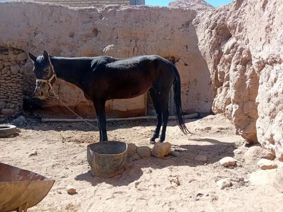 اسب|اسب و تجهیزات اسب‌سواری|خواف, |دیوار