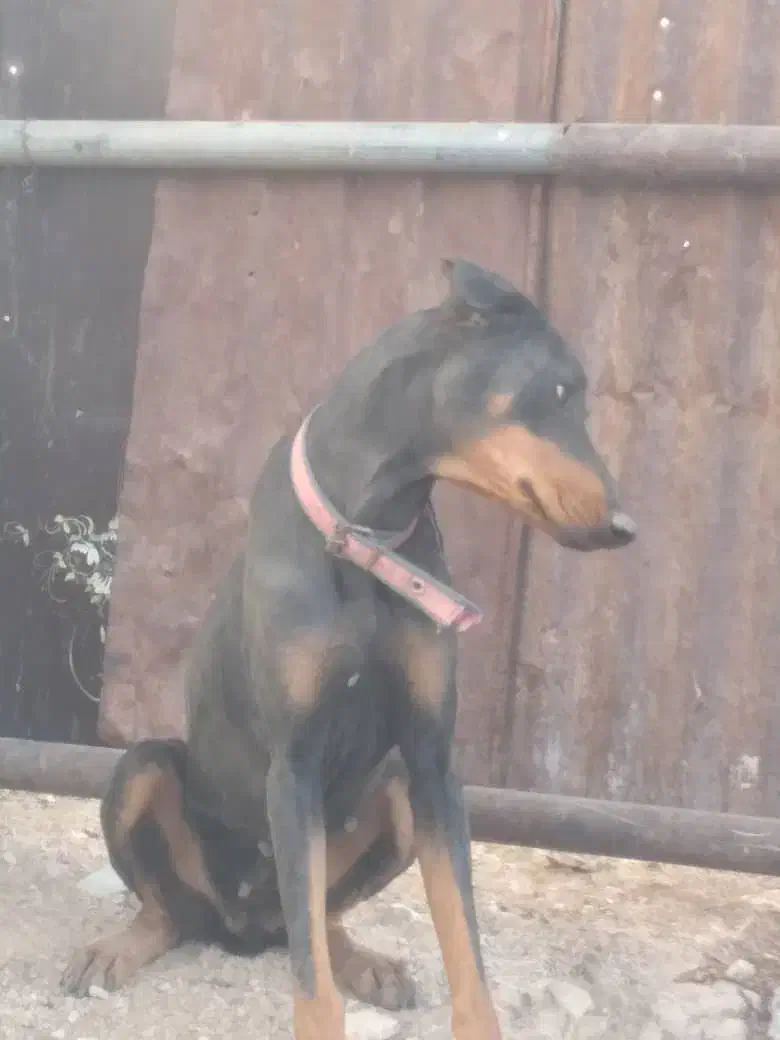 سگ دوبرمن|سگ|رونیز, |دیوار