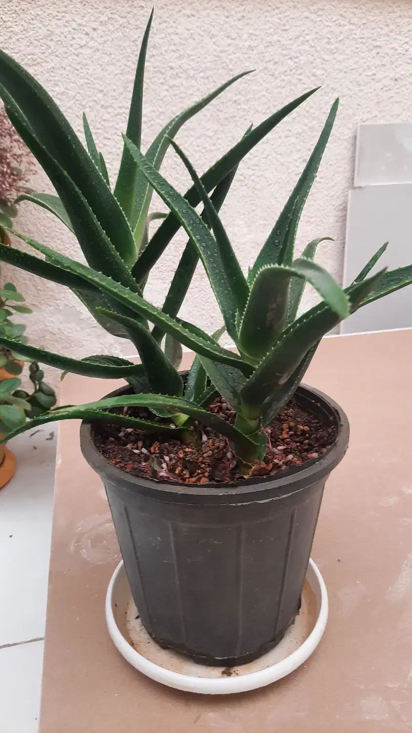 گل آلوعه ورا|گل و گیاه طبیعی|تربت جام, والفجر|دیوار