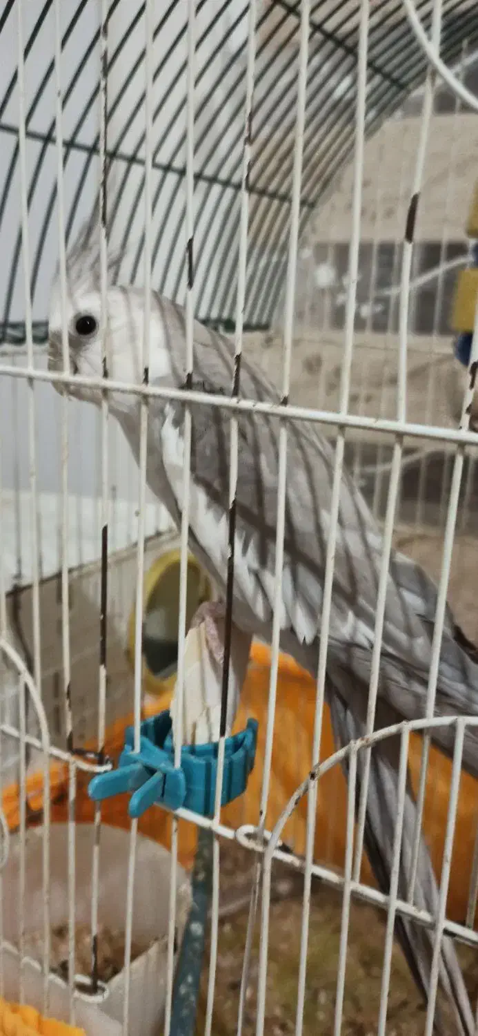 عروس هلندی مولد|پرنده|ماکو, |دیوار