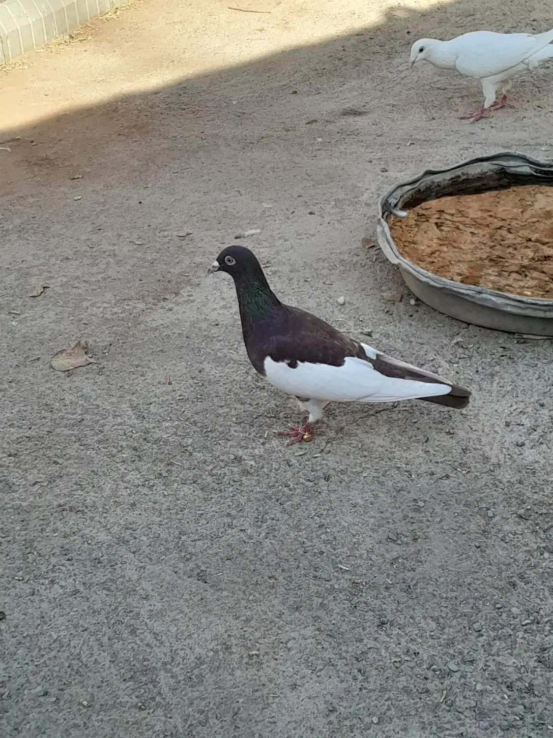 کفتر یهودی|پرنده|تربت‌حیدریه, پایانه مسافربری تربت حیدریه|دیوار