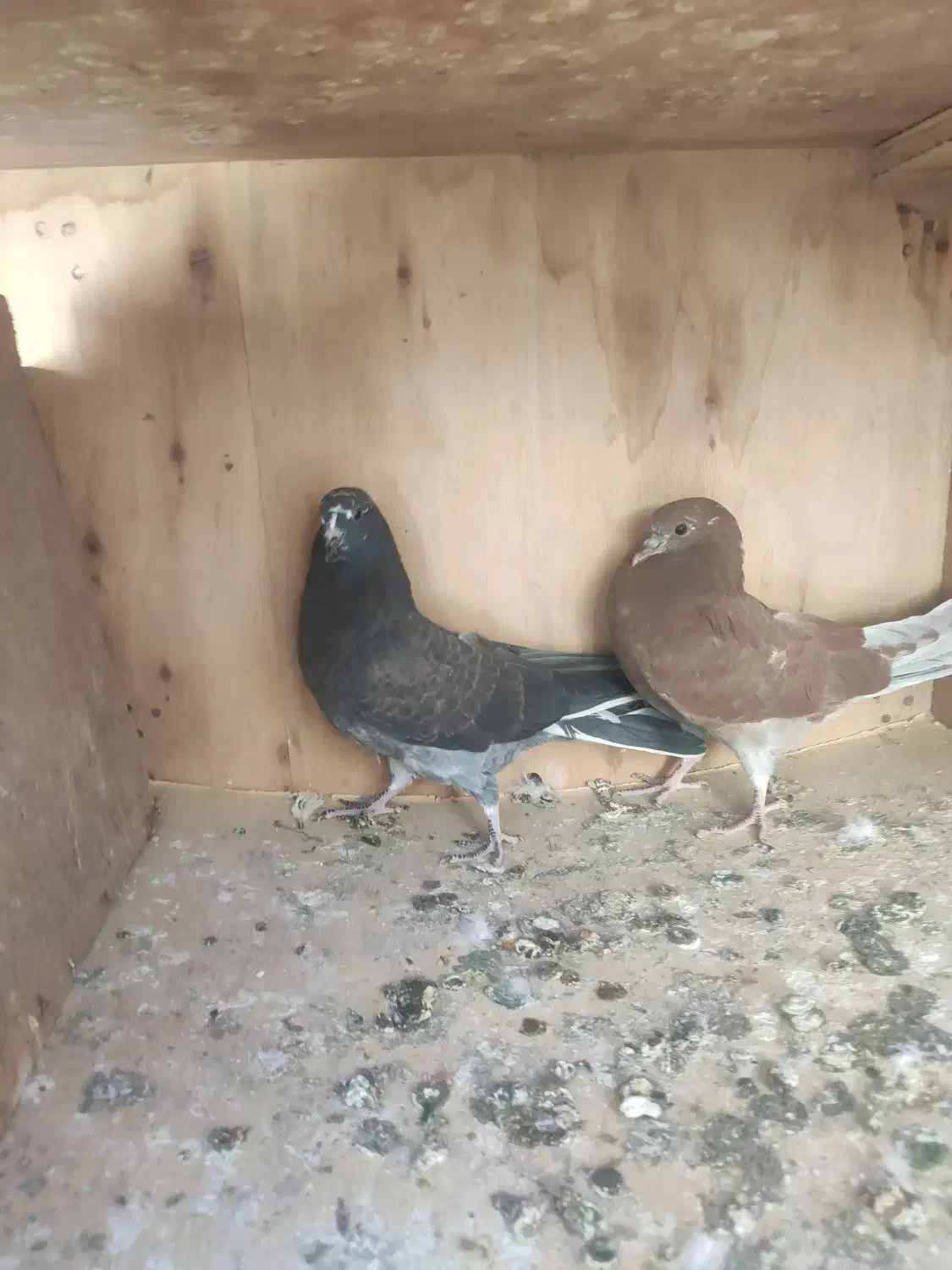 جوجه حسابی|پرنده|قم, ولیعصر|دیوار