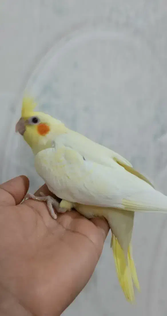 جوجه عروس هلندی سرلاکی|پرنده|بندر ماهشهر, |دیوار